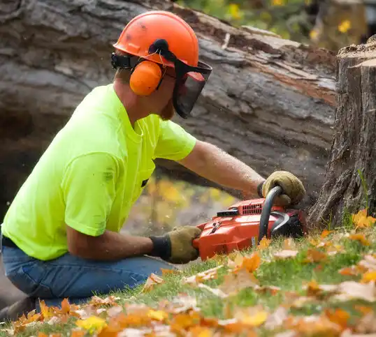 tree services Park River